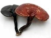 Reishi Mushroom Extract, Reishipilz Extraktpulver LingZhi Ganoderma lucidum 霊芝 500 g